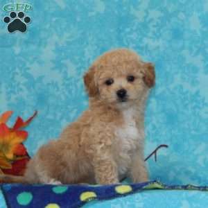 Elm, Bich-Poo Puppy